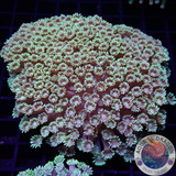 Goniopora spp. „Sunny Valley“ WYSIWYG „AD Special“