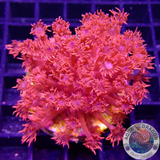Goniopora spp. „Johny Blaze“ WYSIWYG „AD Special“
