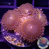 Krustenanemonen „Campfire“ AD Special