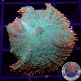 Rhodactis spp. „Tequila Sunrise“ WYSIWYG „AD Special“