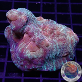 Mycedium spp. „Space Jam“ WYSIWYG