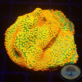 Montipora spp. „Marvelous“  AD Special