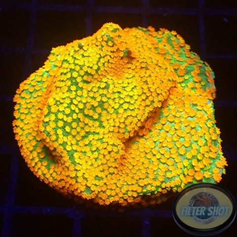 Montipora spp. „Marvelous“  AD Special