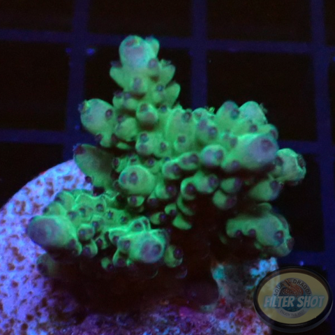 Acropora spp. WYSIWYG