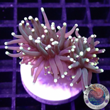 Euphyllia glabrescens „Yellow Touch“