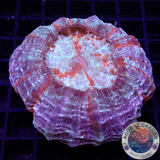 Acanthophyllia deshayesiana „Candy“ WYSIWYG