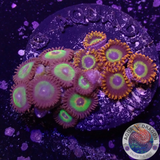 Krustenanemonen „Fruity Rasta“ WYSIWYG