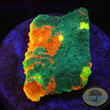 Echinophyllia aspera 🌈 „Rainbow Bugatti“ WYSIWYG