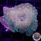 Discosoma spp. „Dotty“ WYSIWYG