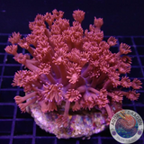 Goniopora spp. „Flame Flower“ WYSIWYG