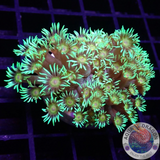 Goniopora spp. „Sunflower“ WYSIWYG