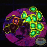 Krustenanemonen „Mixi Daisy“ WYSIWYG