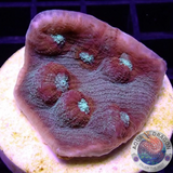 Echinophyllia spp. „Saturn Ring“ WYSIWYG „AD Special“