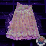 Montipora spp. „Crazy T“ AD Special