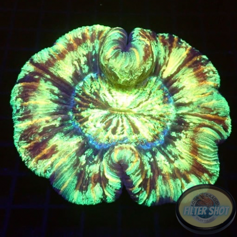 Trachyphyllia spp. „Butterfly“ WYSIWYG