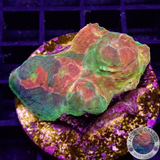 Echinophyllia spp. „Stained Glass“ WYSIWYG