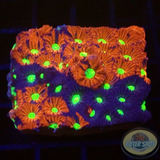 Favites spp. „Supreme Warrior“ WYSIWYG „AD Special“