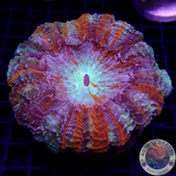 Acanthophyllia deshayesiana „Rainbow“ WYSIWYG