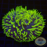 Fungia spp. „Freaky“ WYSIWYG „AD Special“