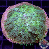 Rhodactis spp. „Toxic Carpet“ WYSIWYG „AD Special“