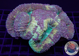 Lobophyllia spp. „Gold Spill“ WYSIWYG „AD Special“