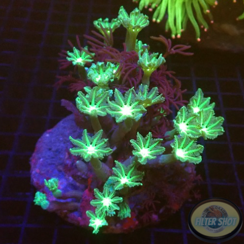 Clavularia spp. „Dark & Toxic“ WYSIWYG