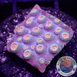 Cyphastrea spp. „Jingle Bells“