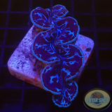 Tridacna maxima WYSIWYG