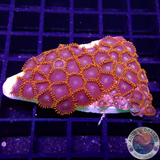 Krustenanemonen „Rainbow Hornet“ WYSIWYG