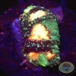 Favia spp. „Elysium“ WYSIWYG