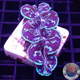 Tridacna maxima WYSIWYG