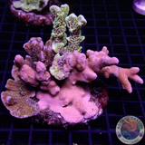 Montipora spp. „Fusion“ WYSIWYG „AD Special“