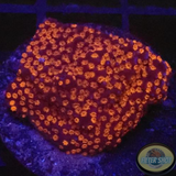 Montipora spp. „Supermen“