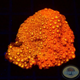 Cyphastrea spp. „Grafted“ WYSIWYG „AD Special“