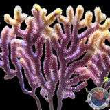 Melithaea spp. “Color Play” XXL WYSIWYG