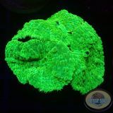 Rhodactis spp. „Toxic“ WYSIWYG