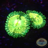 Krustenanemonen „Green People Eater“ WYSIWYG