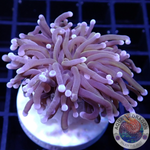 Euphyllia glabrescens „Gold Torch“ AD Special