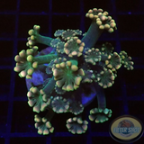 Alveopora spp. „Gigi“ AD Special