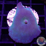 Discosoma spp. „Pluto“
