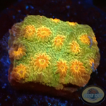 Cyphastrea spp. „Star“