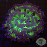 Euphyllia paraancora „Bicolor“