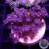Goniopora spp. „Black Rose“ WYSIWYG „AD Special“