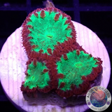 Blastomussa wellsi „Fire Kryptonite“ AD Special