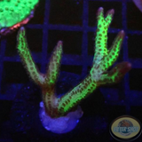 Seriatopora hystrix „Toxic Thorn“