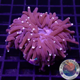 Euphyllia glabrescens „Purple Torch“ WYSIWYG „AD Special“