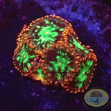 Krustenanemonen „Chemical Romance“ WYSIWYG