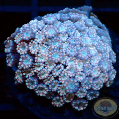 Alveopora spp. „Pastel Flower“