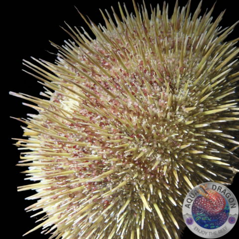 Anthocidaris crissipinina „Seeigel“