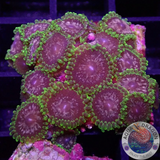 Krustenanemonen „Purple Monster“ WYSIWYG „AD Special“